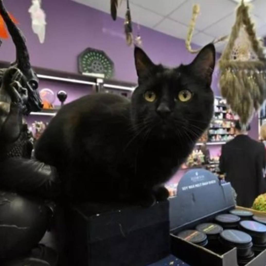 Todas las solicitudes de acogida o adopción de felinos en esta ciudad catalana están siendo denegadas desde el 6 de octubre al 10 de noviembre. FOTO: AFP