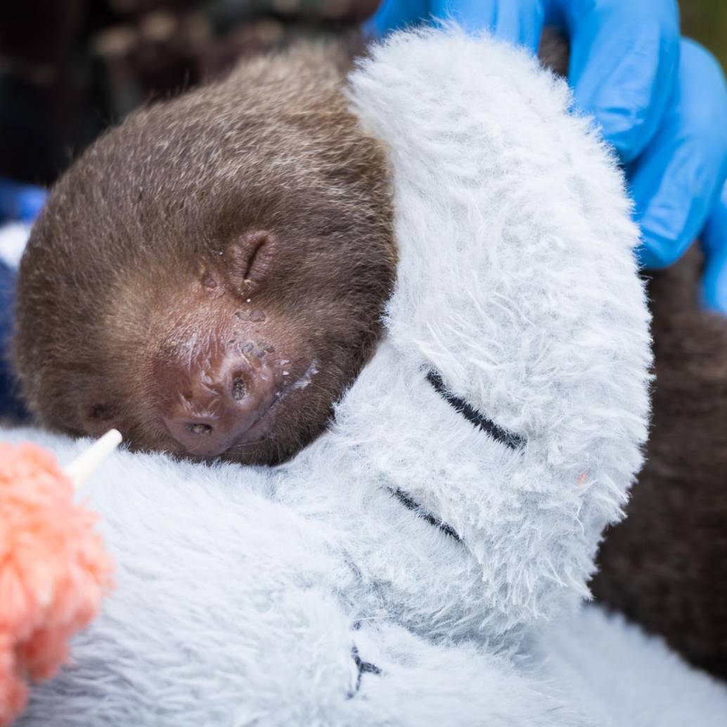 La cría de oso perezoso dormita luego de haber sido alimentada por funcionarios de Cornare. FOTO: Cortesía
