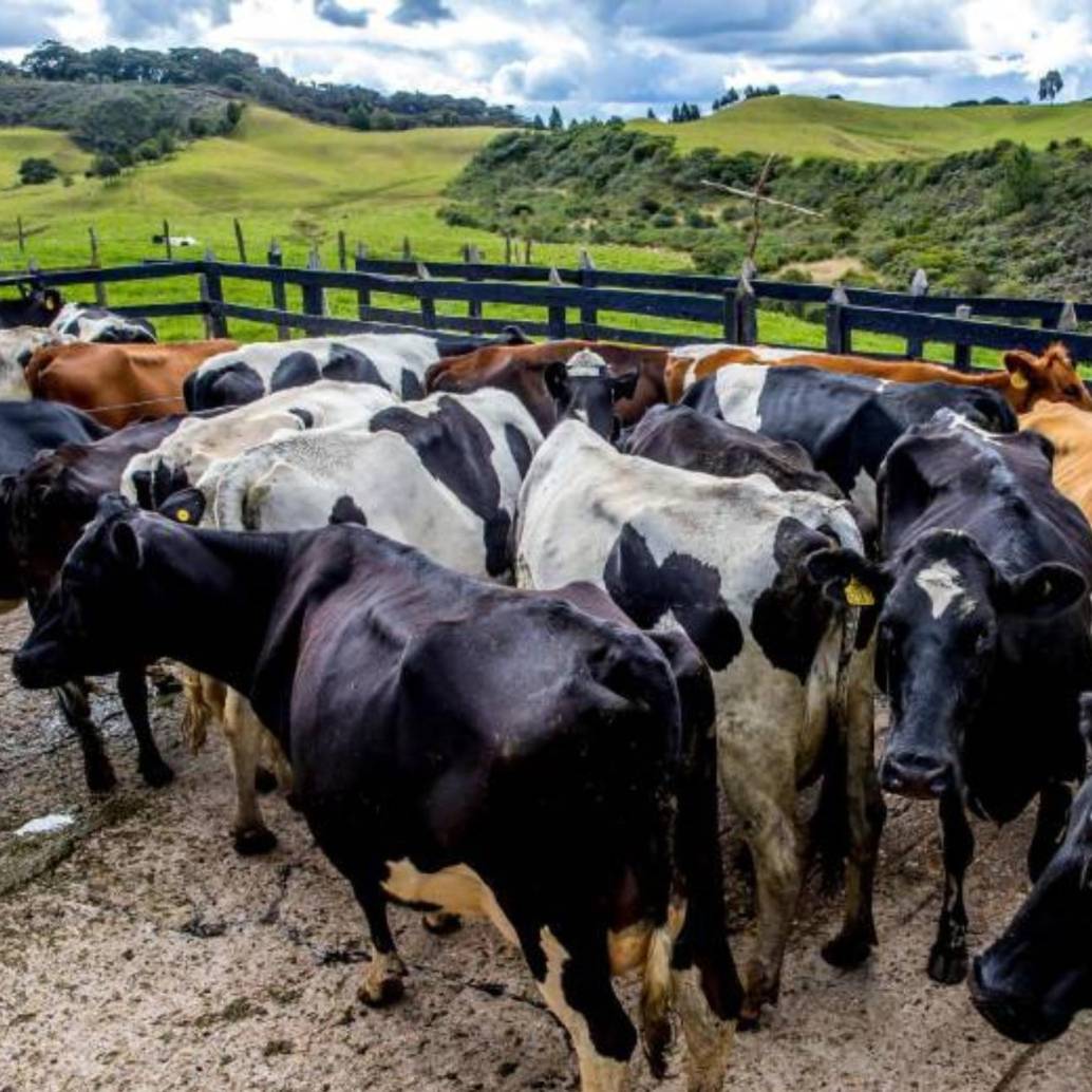A inicios de febrero de 2026, la crisis climática ha dejado de ser una amenaza de inundación para convertirse en una emergencia sanitaria y química que amenaza con aniquilar el patrimonio ganadero de la región. FOTO: Juan Antonio Sánchez