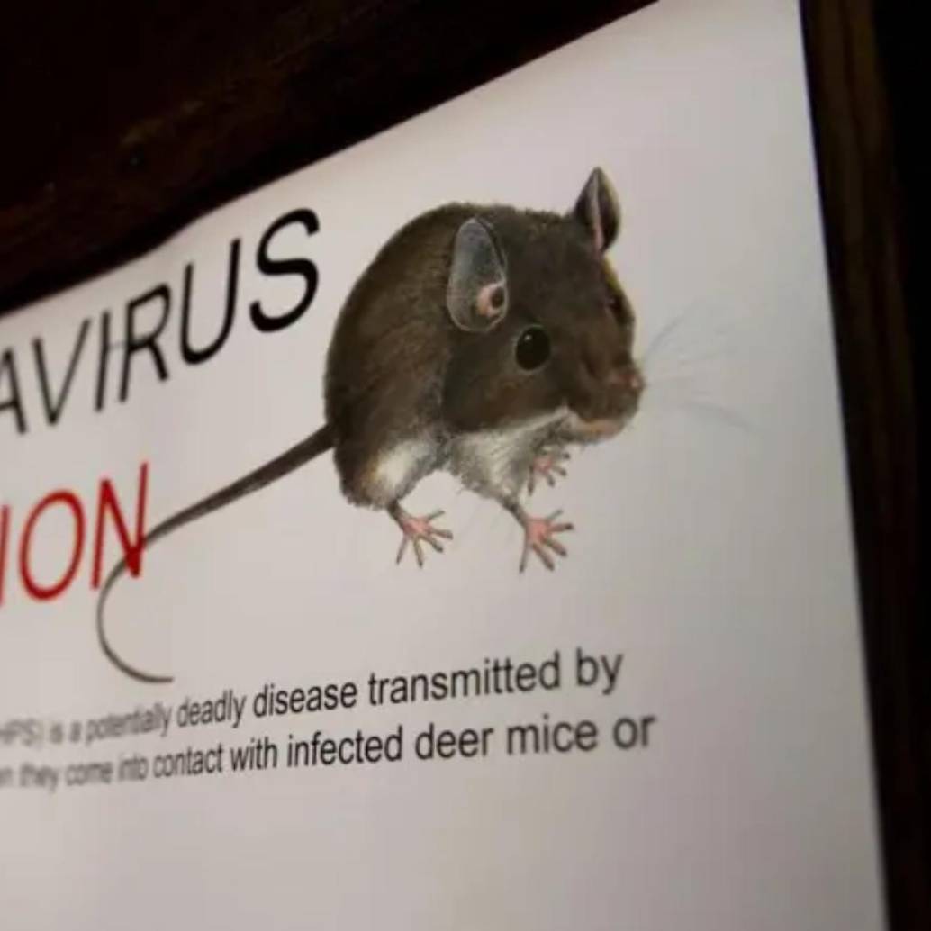 Inhalar partículas microscópicas de excrementos secos de roedores es suficiente para contraer una de las enfermedades más letales para el pulmón humano: el hantavirus. FOTO: Getty