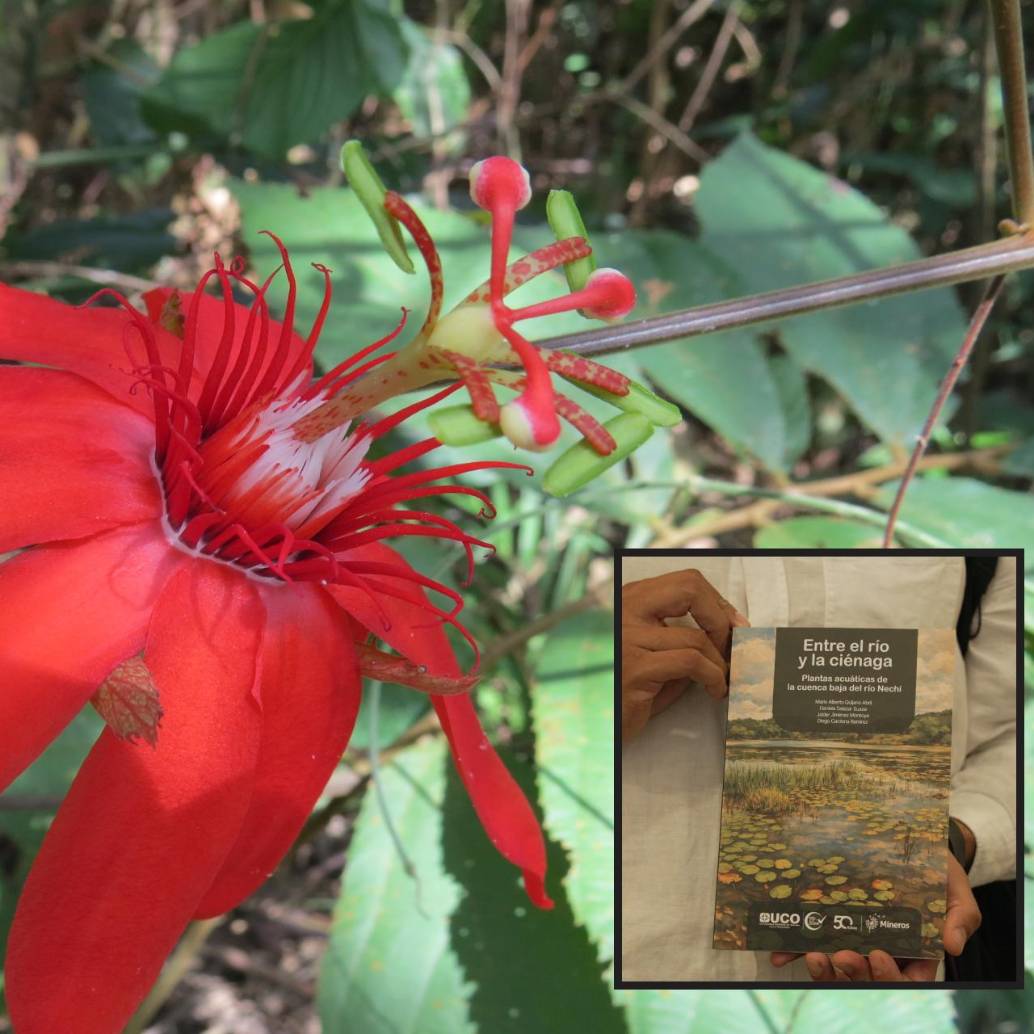 Una de las plantas documentadas en el libro. FOTO: Cortesía