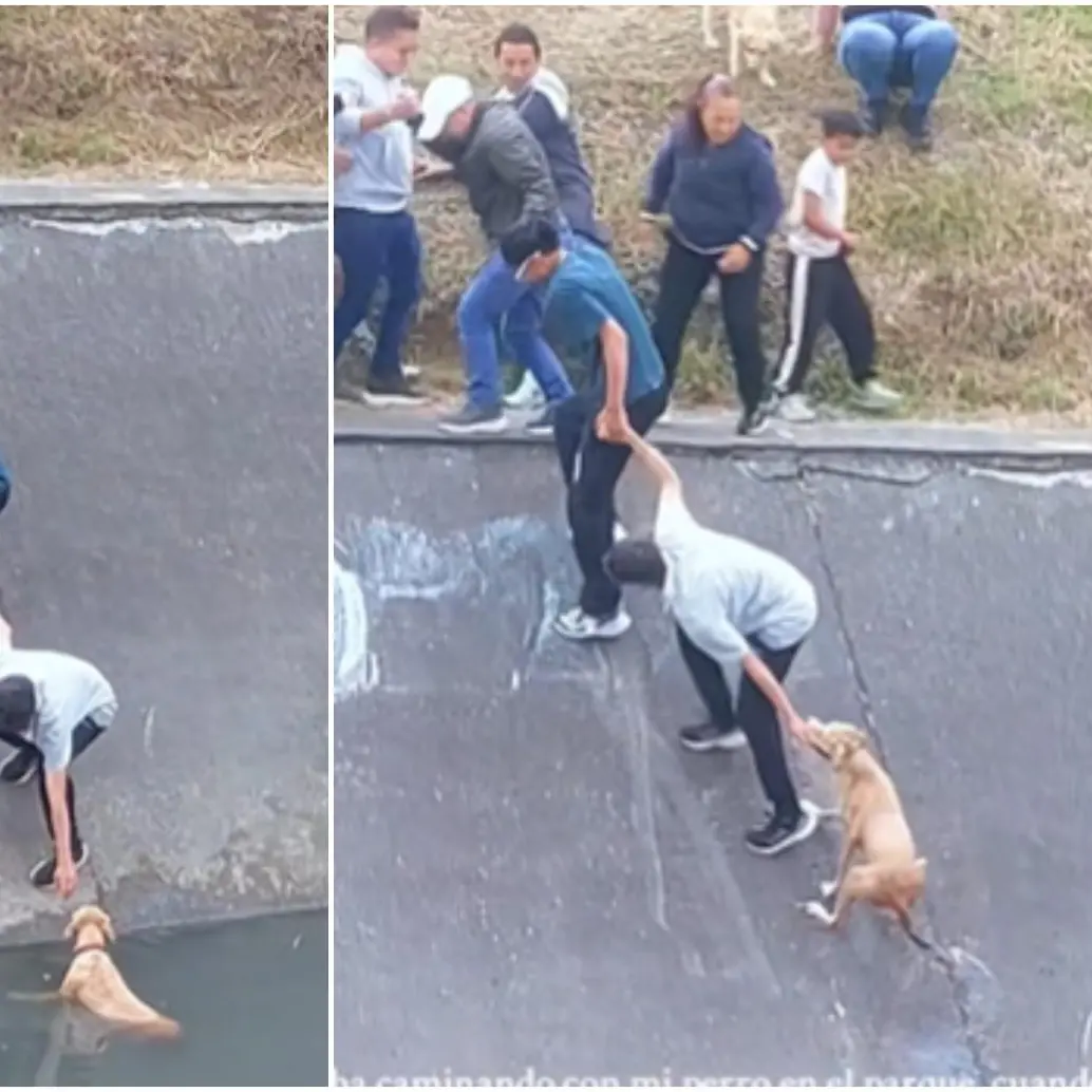 Varias personas se organizaron en forma de cadena humana para evitar que el animal fuera arrastrado por la corriente del caño. FOTO: Captura video de redes sociales @nicogallartdo
