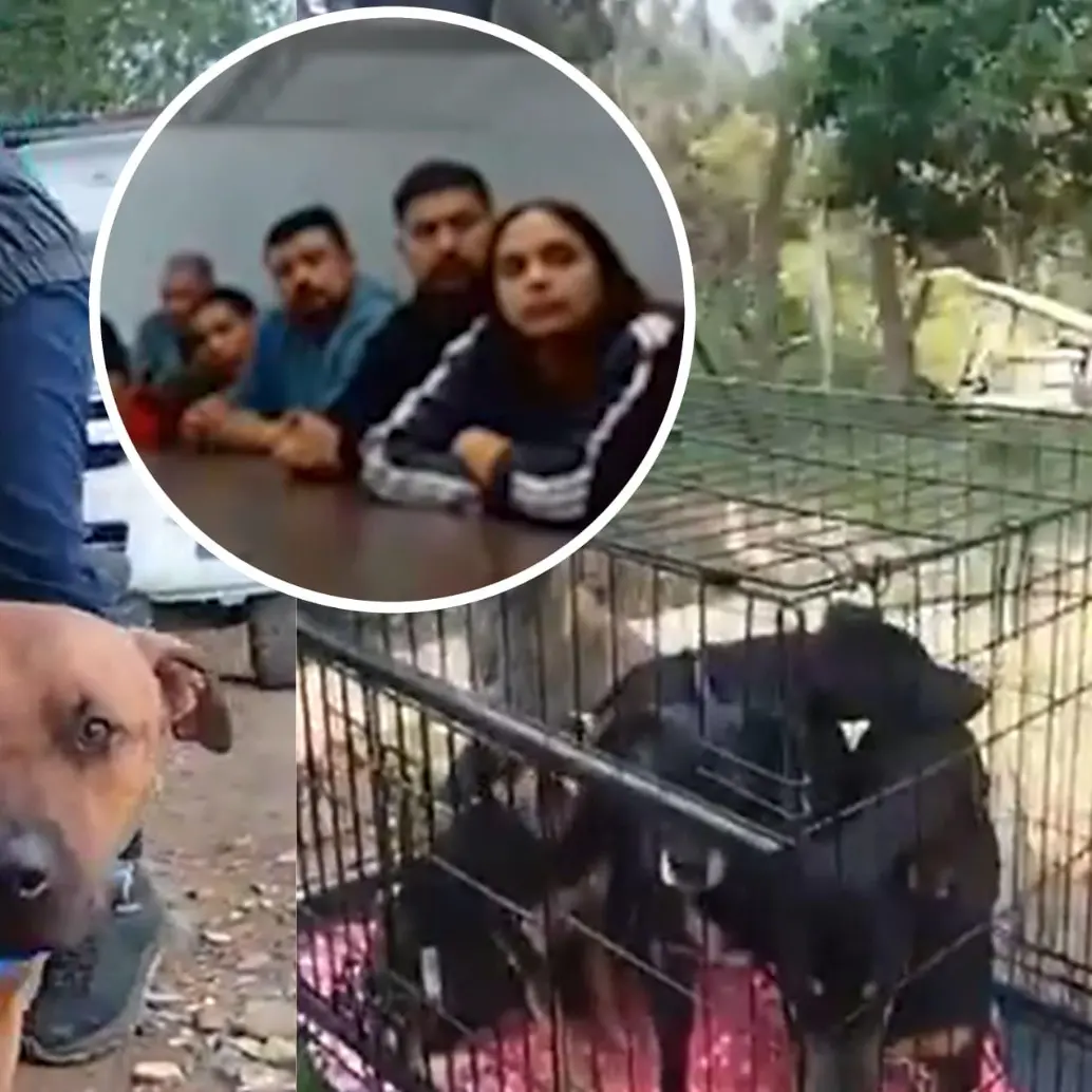 Los sentenciados son un veterinario, el organizador del evento y 11 participantes extranjeros. Foto: Fiscalía