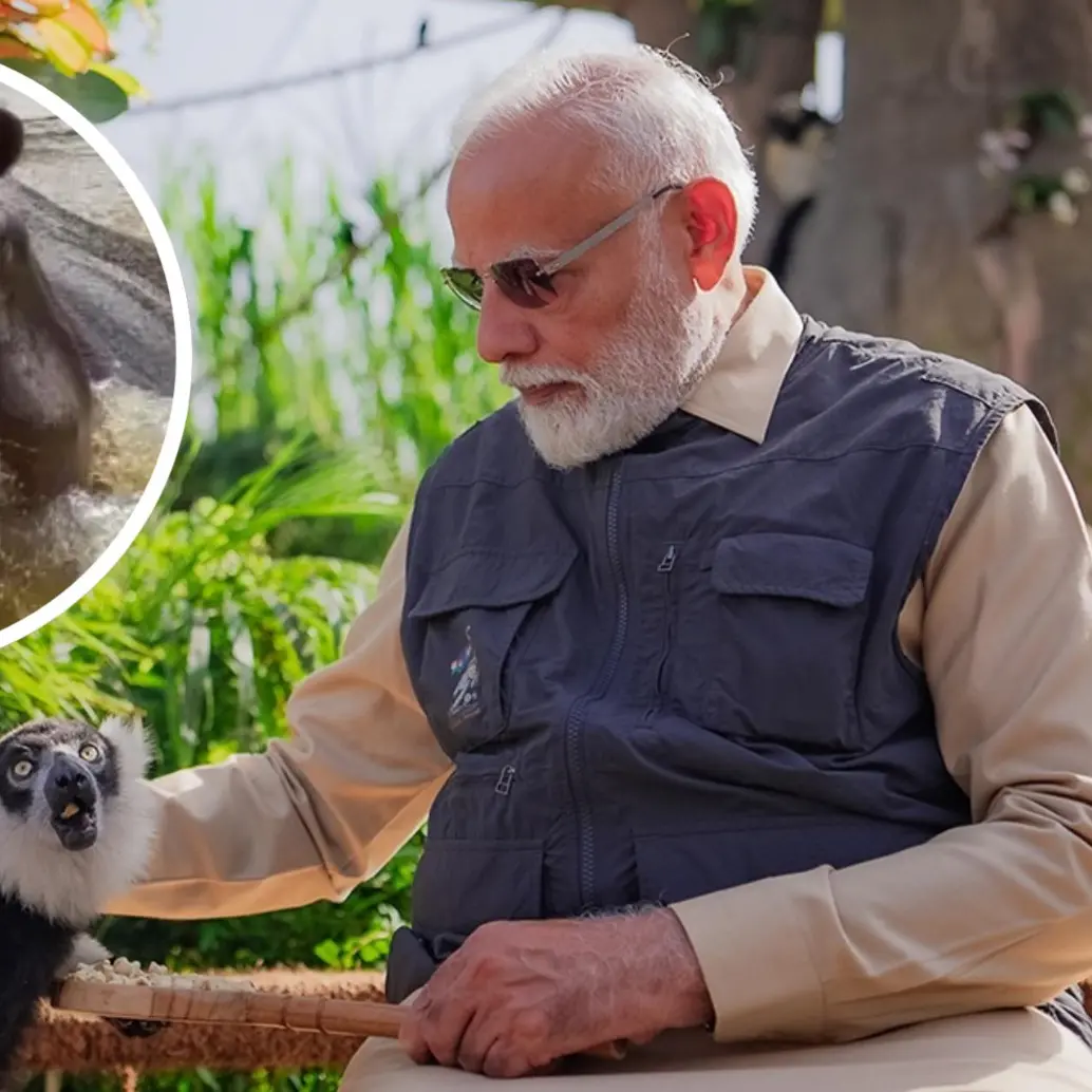 Anant Ambani, heredero de uno de los mayores imperios económicos de la India, ha puesto sobre la mesa una propuesta formal para trasladar a estos animales a Vantara. FOTO: Vantara y Juan Antonio Sánchez