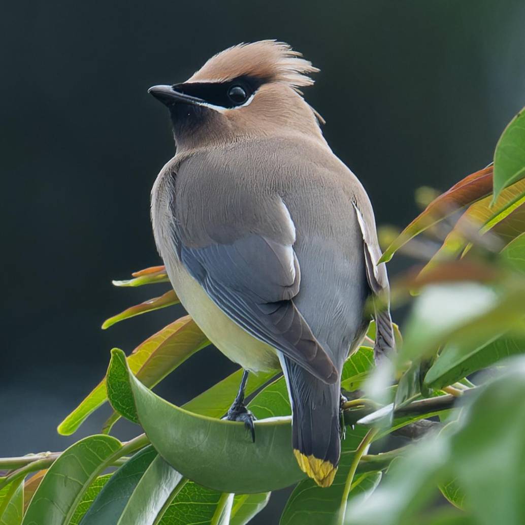 Una de las fotos tomadas al pájaro de las alas de cera. FOTO: Cortesía Juan David López Fernández