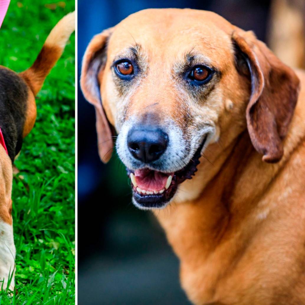 Samantha (izquierda) y otros perros geriátricos esperan una familia dispuesta a recibir su amor. Fotos: Camilo Suárez