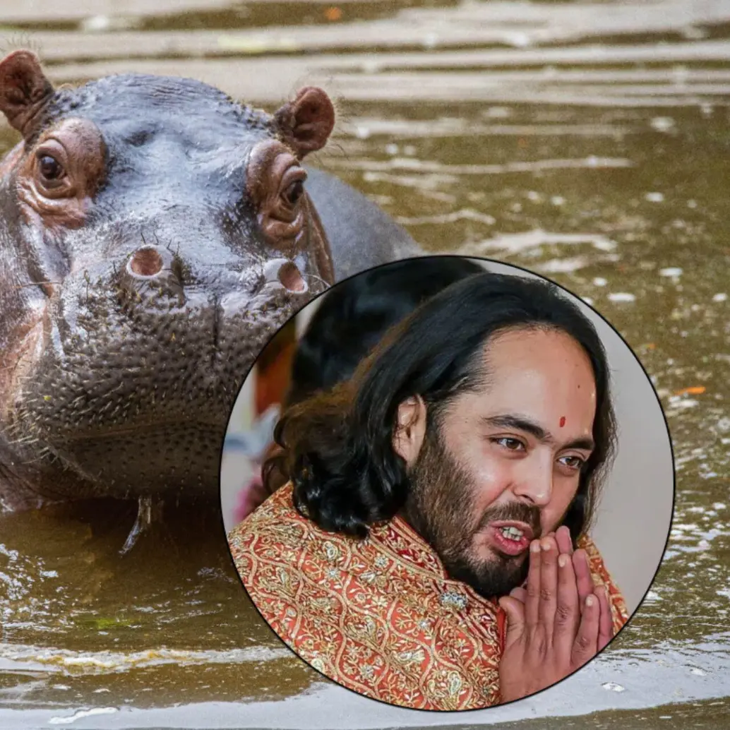 Un traslado de hipopótamos apenas significa para Anant Ambani menos del 1% de su fortuna, pero hay varios retos logísticos que hacen que la idea sea poco viable. Fotos: Esneyder Gutiérrez Cardona y AFP