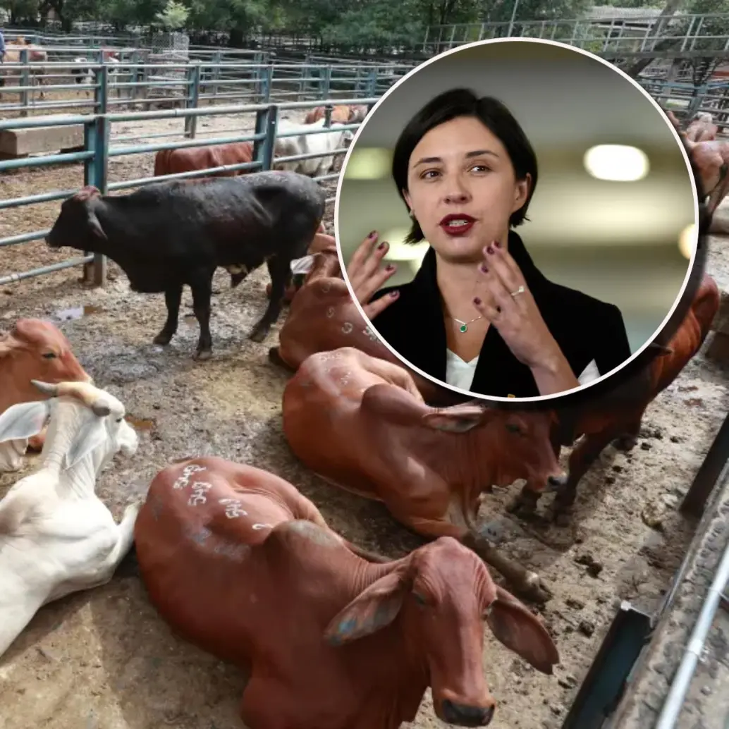 Según la ministra Martha Carvajalino, el problema radica en que se están exportando animales jóvenes, entre uno y dos años, en etapa reproductiva, así como vientres, lo que afecta la capacidad de reposición del hato ganadero. Foto: Manuel Saldarriaga y Cortesía