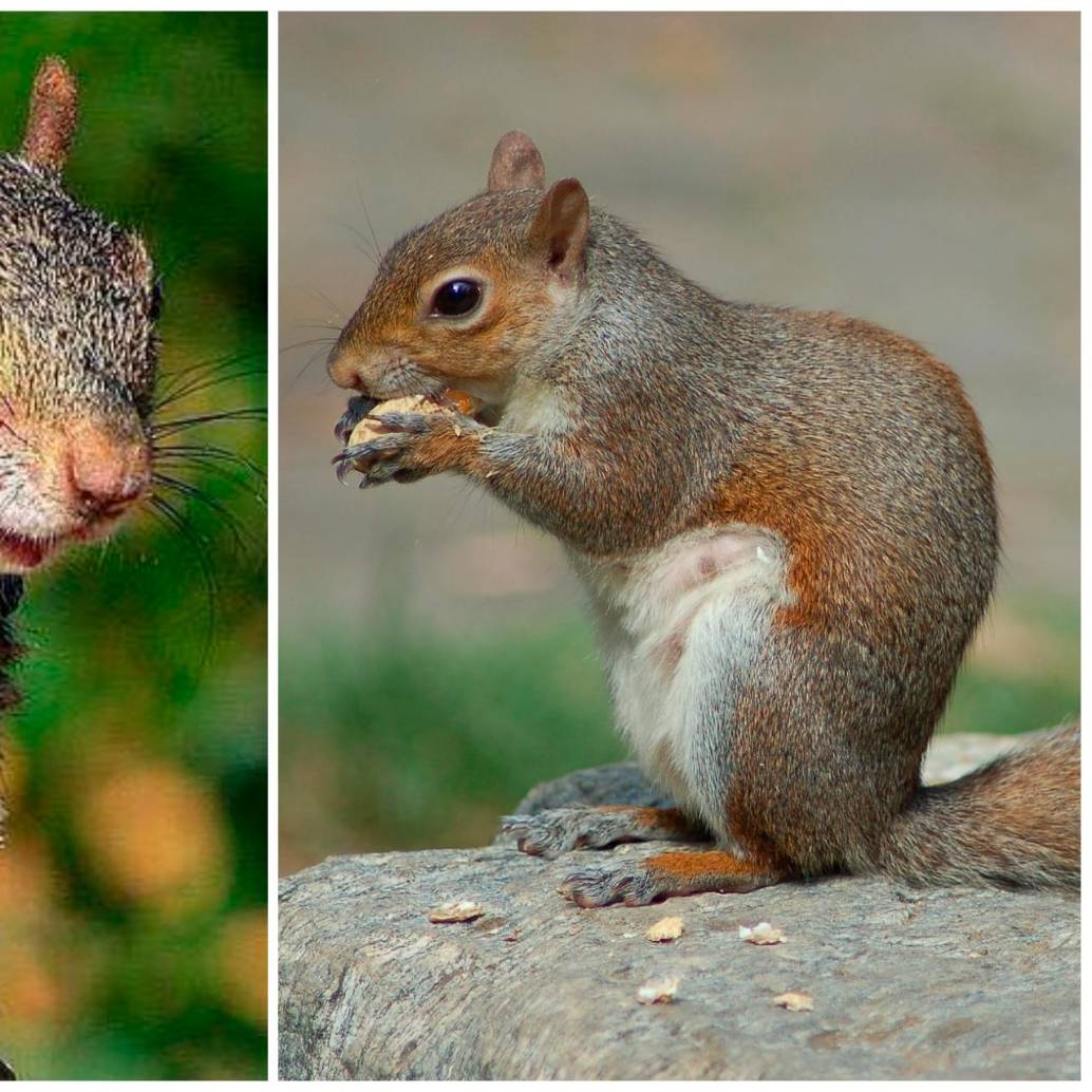  Las ardillas son roedores ágiles y adaptables que habitan bosques, parques y ciudades en distintos continentes. FOTOS Tomada de Facebook Evelyn’s Wildlife Refuge y Pixabay