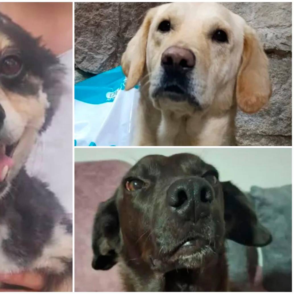 Algunos de los perros de la Fundación Huellas Positivas que esperan atención, paseos y juegos como parte de su proceso de rehabilitación. FOTOS tomadas de Instagram @funhuellas.positivas