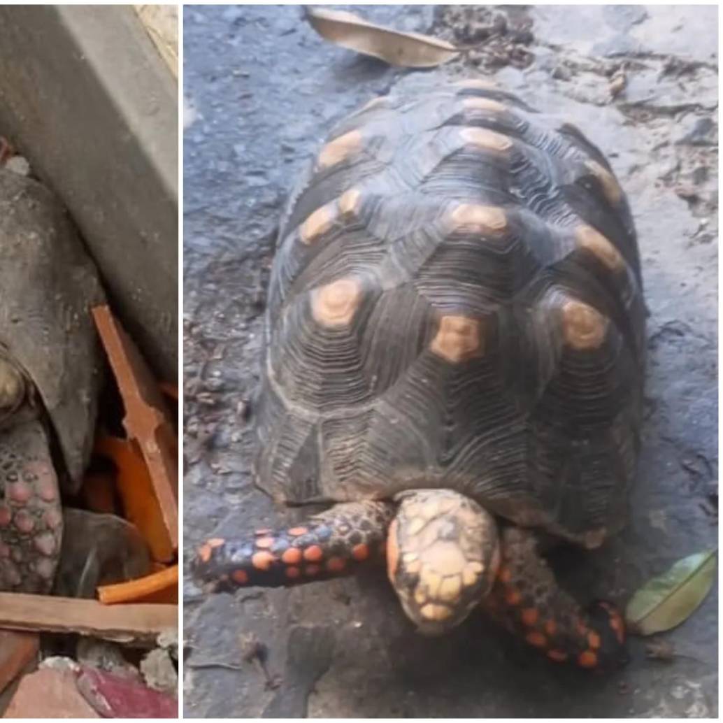 Una tortuga identificada como Pascualina sobrevivió más de un mes bajo los escombros de un edificio destruido por los recientes terremotos en Venezuela. FOTO: Tomada captura de video de redes sociales @alanrodriguez5333