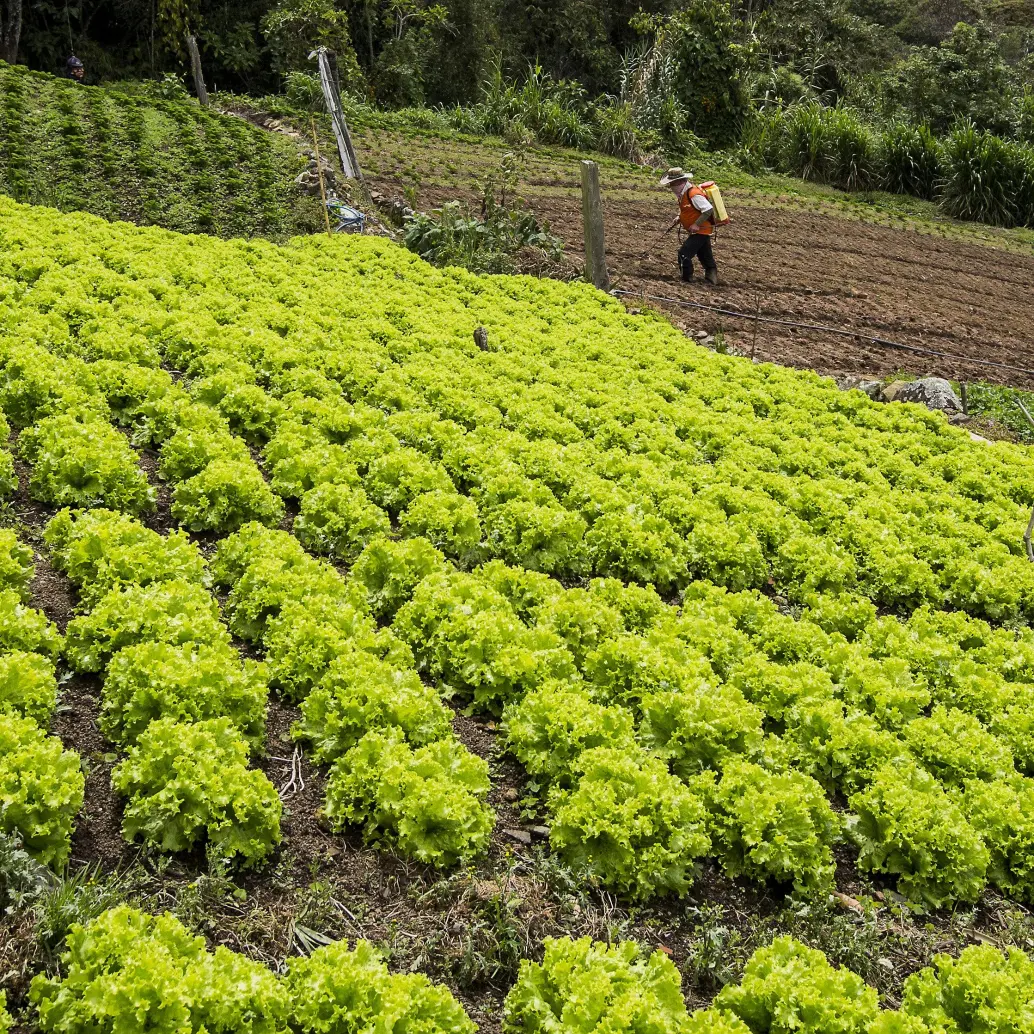 Imagen de referencia de unos cultivos en San Cristóbal. Foto: Julio César Herrera Echeverri.