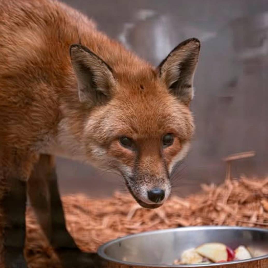 Así luce este zorro rojo que se coló en el barco y viajó miles de kilómetros de Inglaterra a Estados Unidos. FOTO Cortesía @Bronxzoo