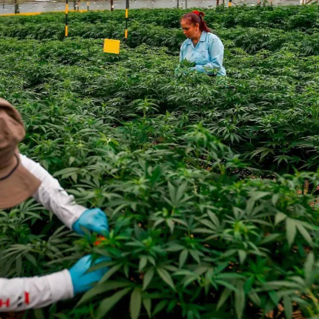 El decreto también estableció que el cannabis como producto terminado solo podrá comercializarse con fines médicos, garantizando su trazabilidad, control sanitario y cumplimiento de estándares de calidad. FOTO: Manuel Saldarriaga
