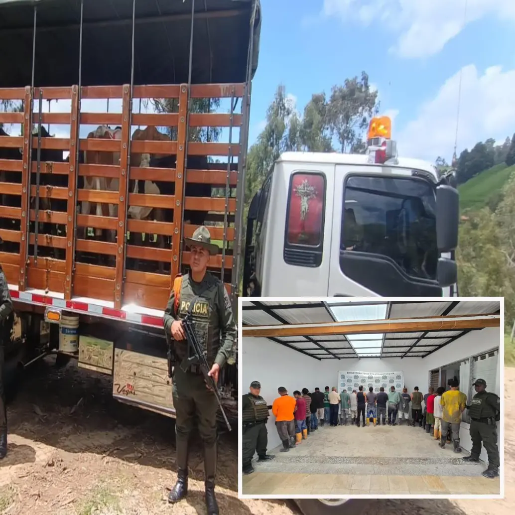 Adelante, los detenidos en Fredonia. Atrás, parte de las reses recuperadas en San Pedro de los Milagros. FOTO: Cortesía