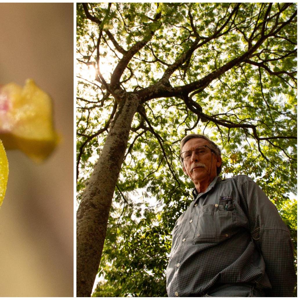 La nueva especie pertenece al género Lepanthes, uno de los grupos de orquídeas más diversos de los Andes tropicales, que reúne algunas de las flores más pequeñas del mundo. FOTOS CORTESÍA y Unal sede Medellín. 