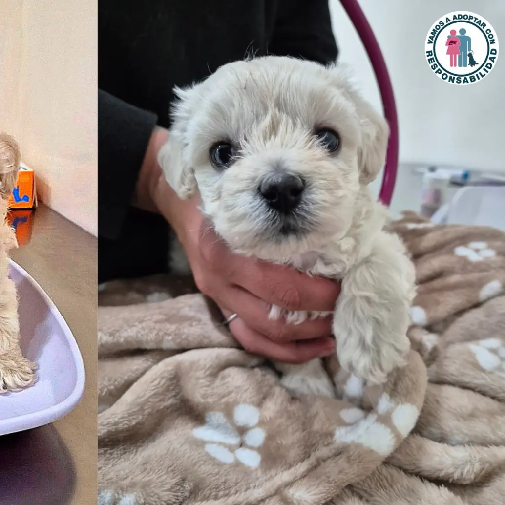 Ella es Mili, busca familia. FOTO: Adopta con responsabilidad