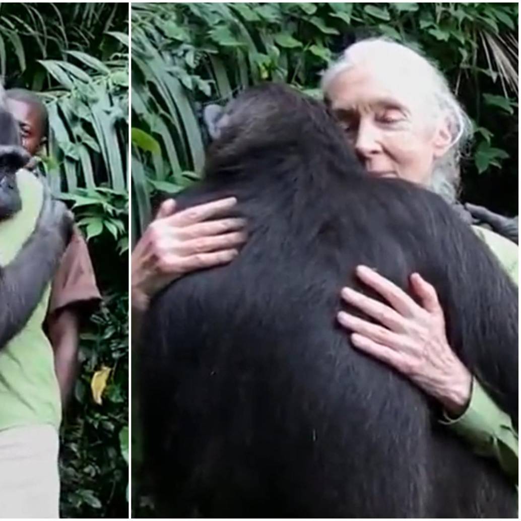 La etóloga y primatóloga inglesa falleció este miércoles a los 91 años de edad, siendo considerada una importante científica en el mundo de los animales. FOTO: Captura video Instituto Jane Goodall