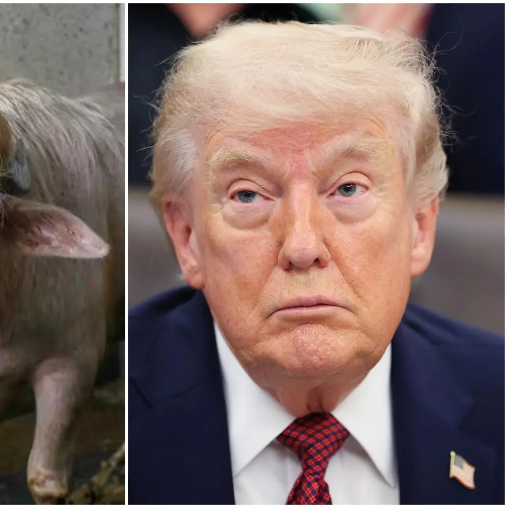 Por razones de seguridad nacional, el Gobierno de Bangladés ha suspendido el sacrificio religioso de un búfalo albino bautizado como ‘Donald Trump’. FOTO: Cortesía MONIRUL ALAM y Getty