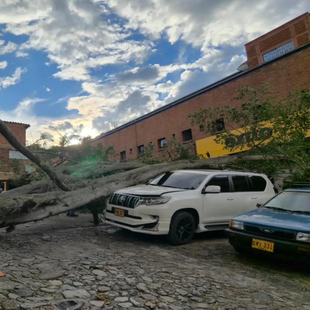 Así quedó el vehículo afectado tras la caída del enorme árbol al interior del estacionamiento. FOTO: Cortesía.