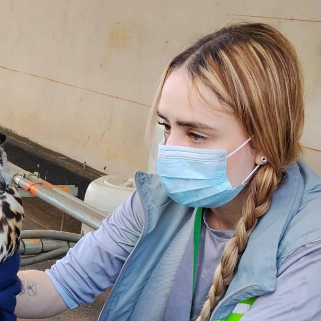 Este fue el búho rescatado del centro comercial ubicado en Bello. FOTO: Cortesía Denuncias Antioquia