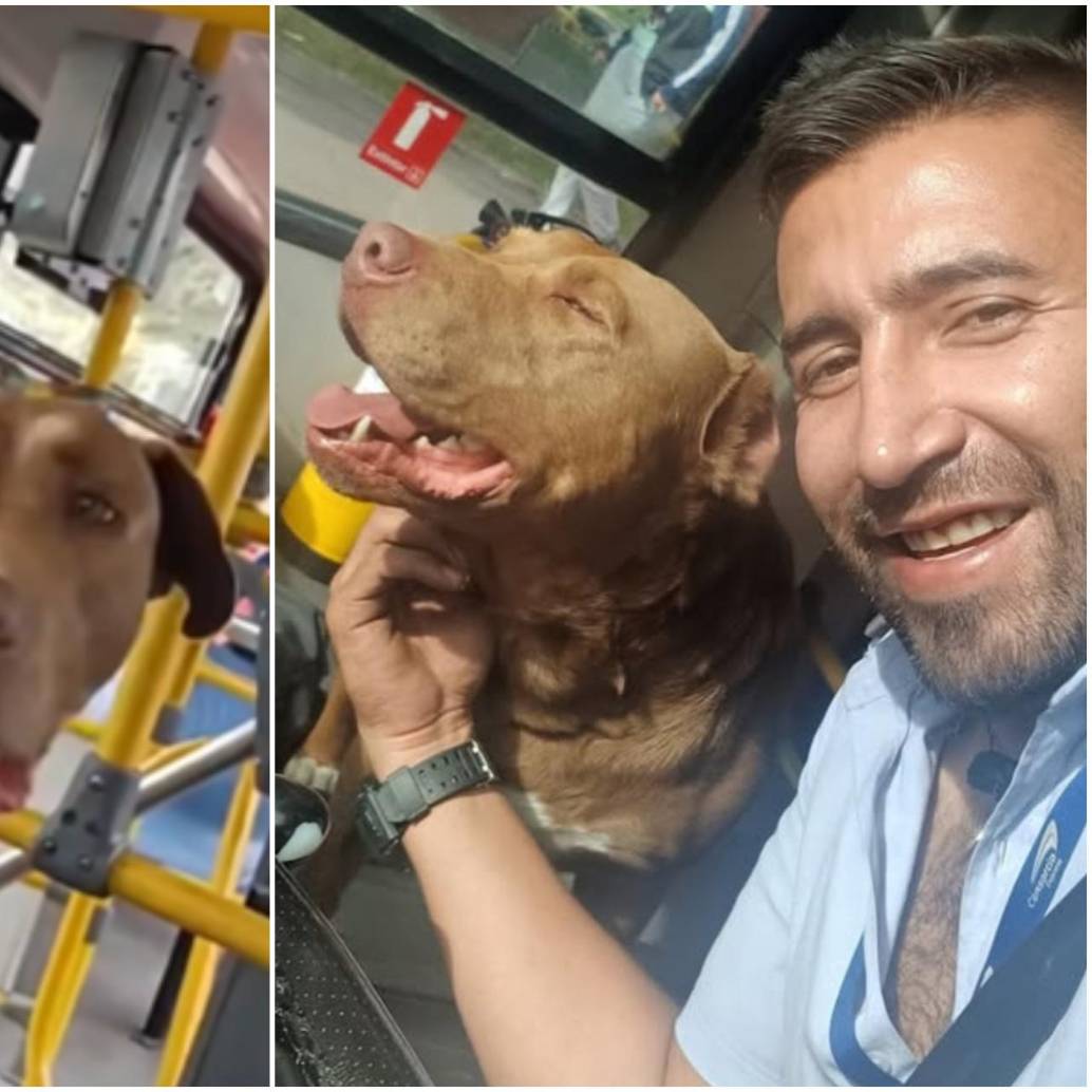 “Bruno”, como inicialmente le puso el conductor del bus al perro, se había perdido y casualmente se montó al bus sin pagar, buscando ayuda para volver a su hogar. Su verdadero nombre es Rocky. FOTO: Redes sociales @PlataformaALTO