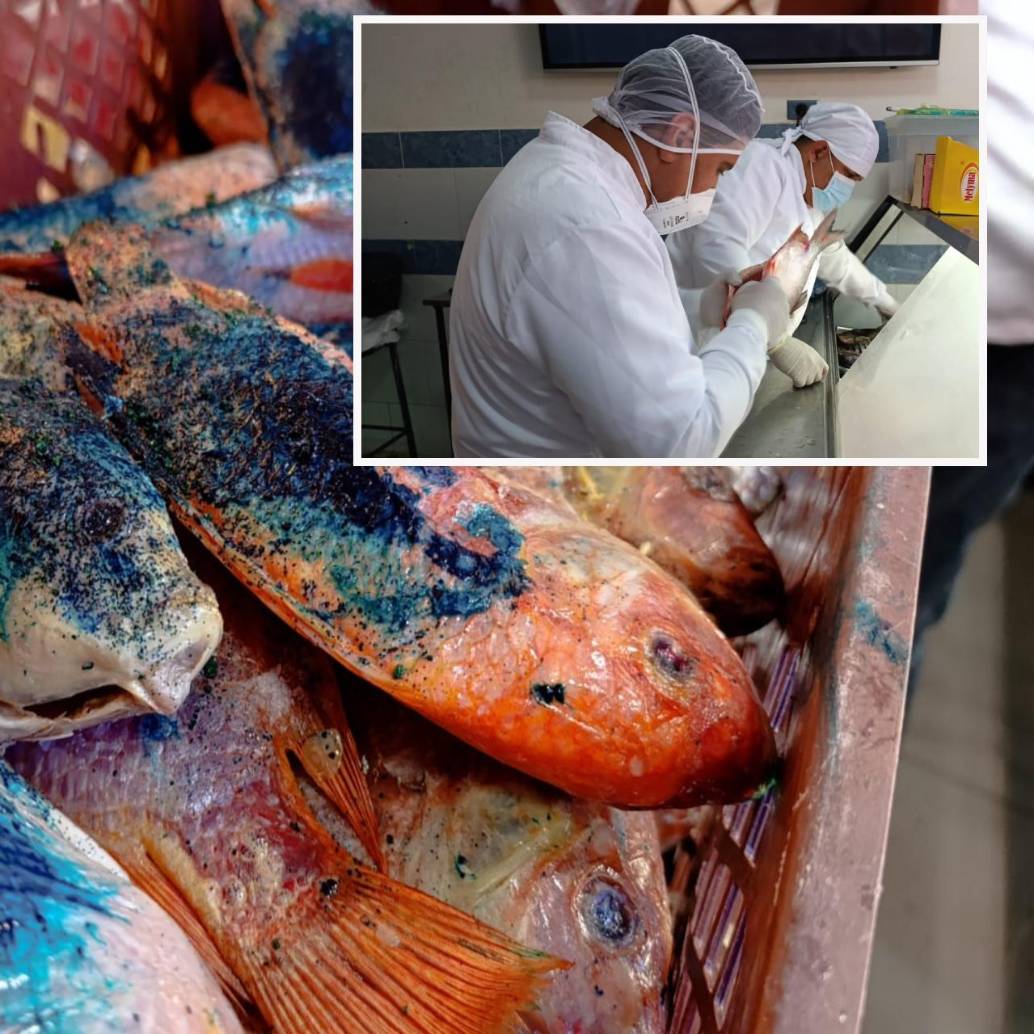 Adelante, funcionarios de sanidad inspeccionan pescados en un mercado de Bello. Abajo, parte de los peces incautados. FOTO: Cortesía.
