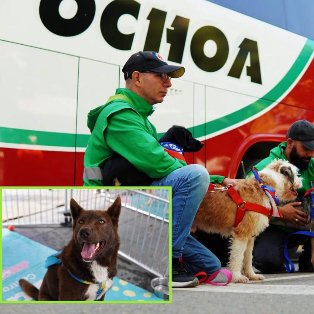 Si bien desde 2024 ya 3.853 animales han sido “transferidos” al mejor equipo posible –una familia que los recibió en su hogar–, todavía quedan muchos esperando la oportunidad de ser adoptados. FOT: Cortesía