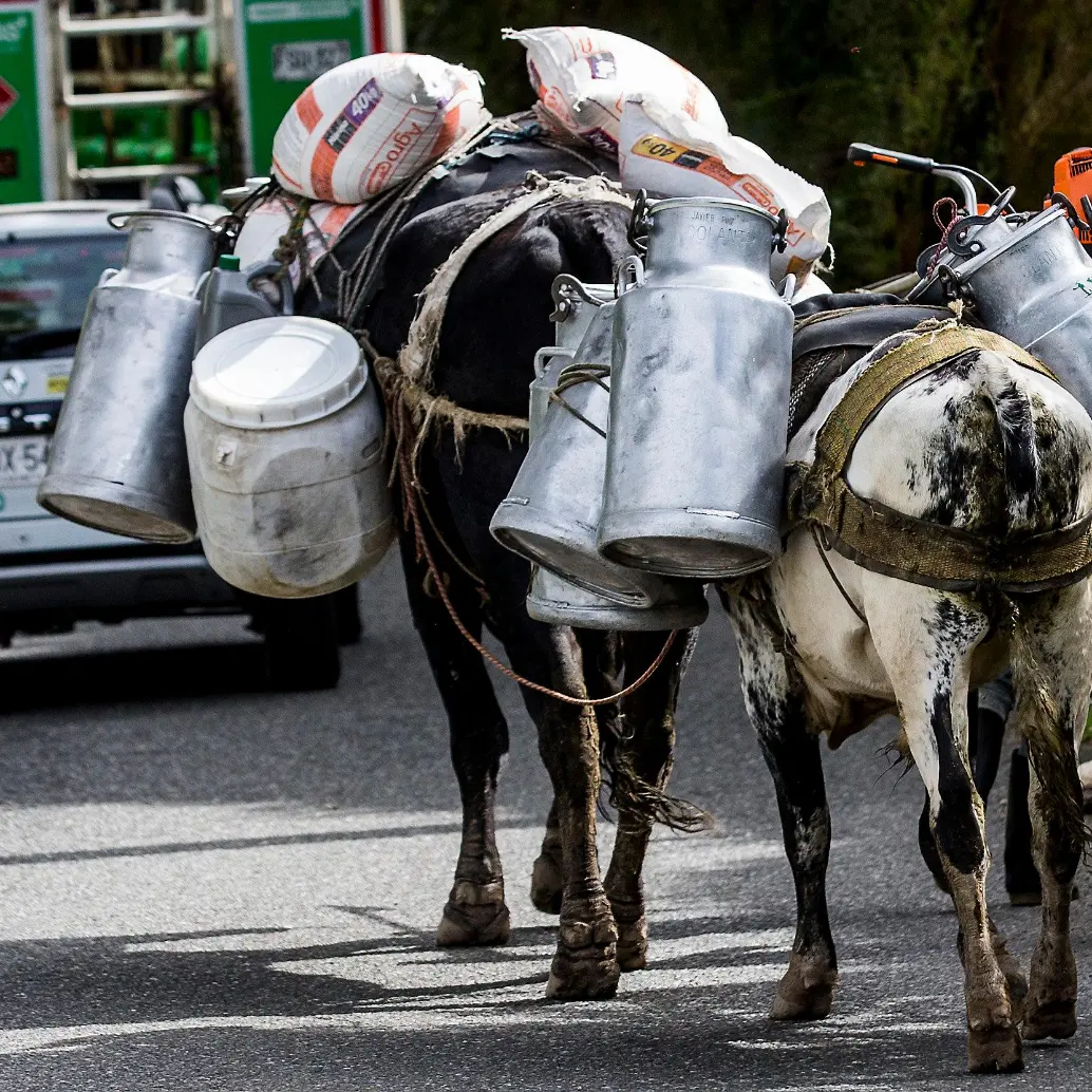 Bloqueos en vías de Boyacá y Santander dificultan el transporte de leche hacia plantas de procesamiento.
