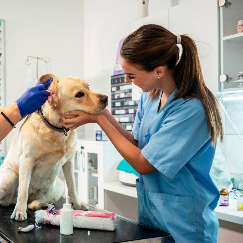 La sentencia de la Corte obliga a repensar la formación y el ejercicio profesional en torno al bienestar animal. FOTO Getty