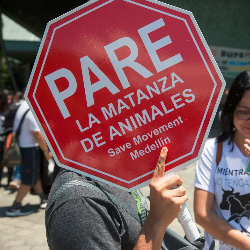 Los colectivos animalistas de El Santuario buscan que se frenen los recientes hechos de violencia contra los animales. FOTO: ARCHIVO