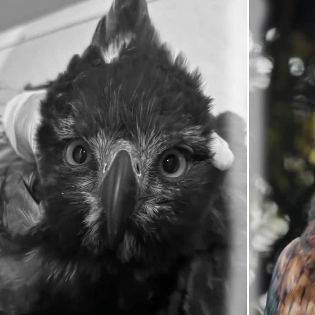 El animal presentaba, además de la herida por el disparo, una fractura grave en su miembro inferior izquierdo, anemia severa y dolor intenso. Foto: Cortesía