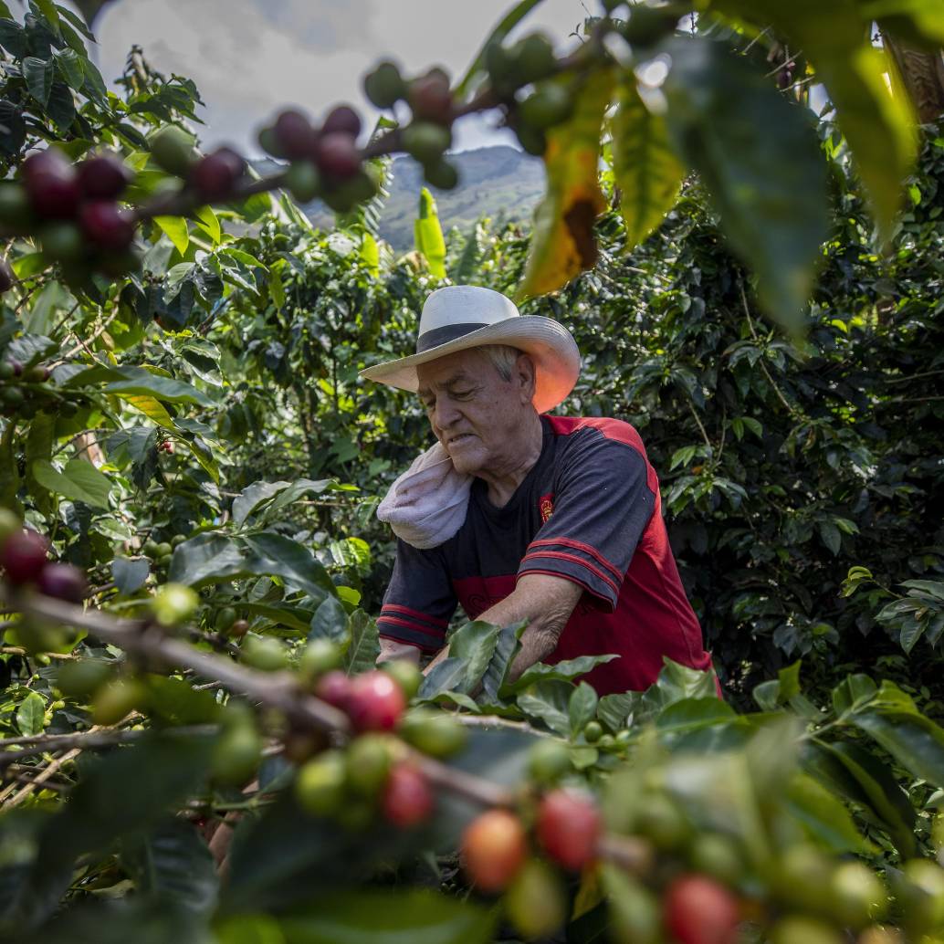 Las principales regiones productoras en el mundo son Brasil, Indonesia, Vietnam y Colombia. Foto: Camilo Suárez 