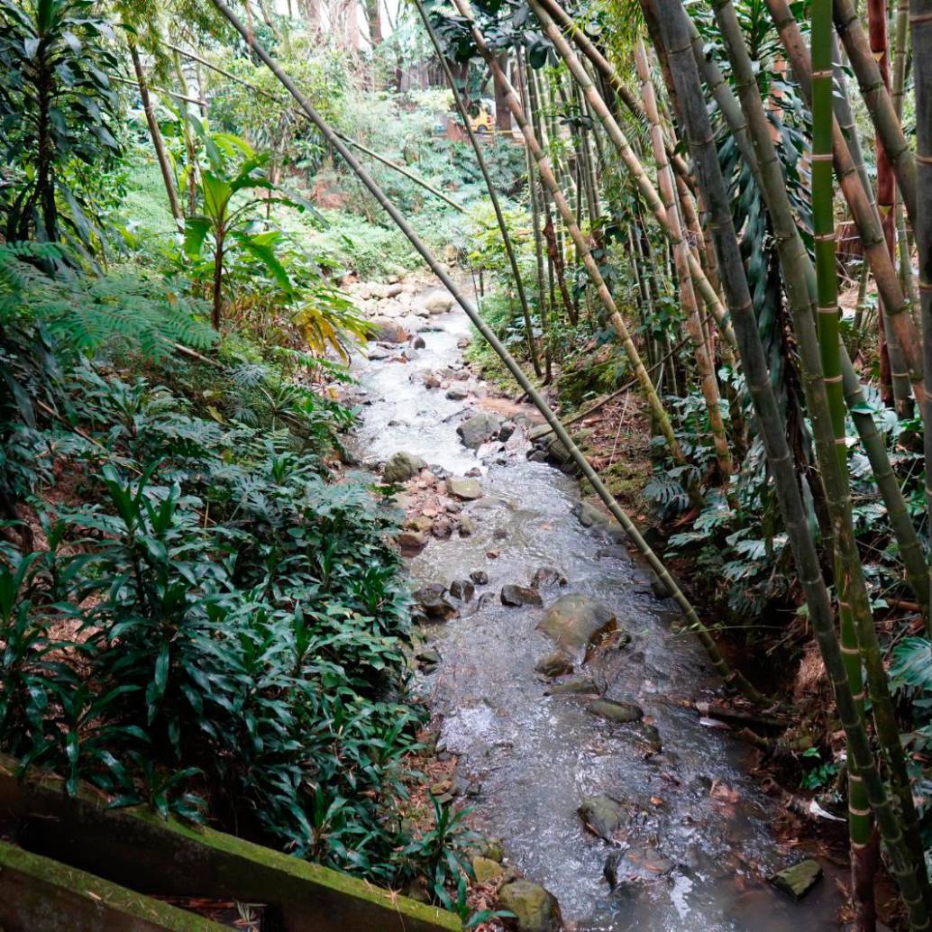 La quebrada La Presidenta es una de las más limpias de todo el Valle de Aburrá. FOTO: Cortesía Alcaldía