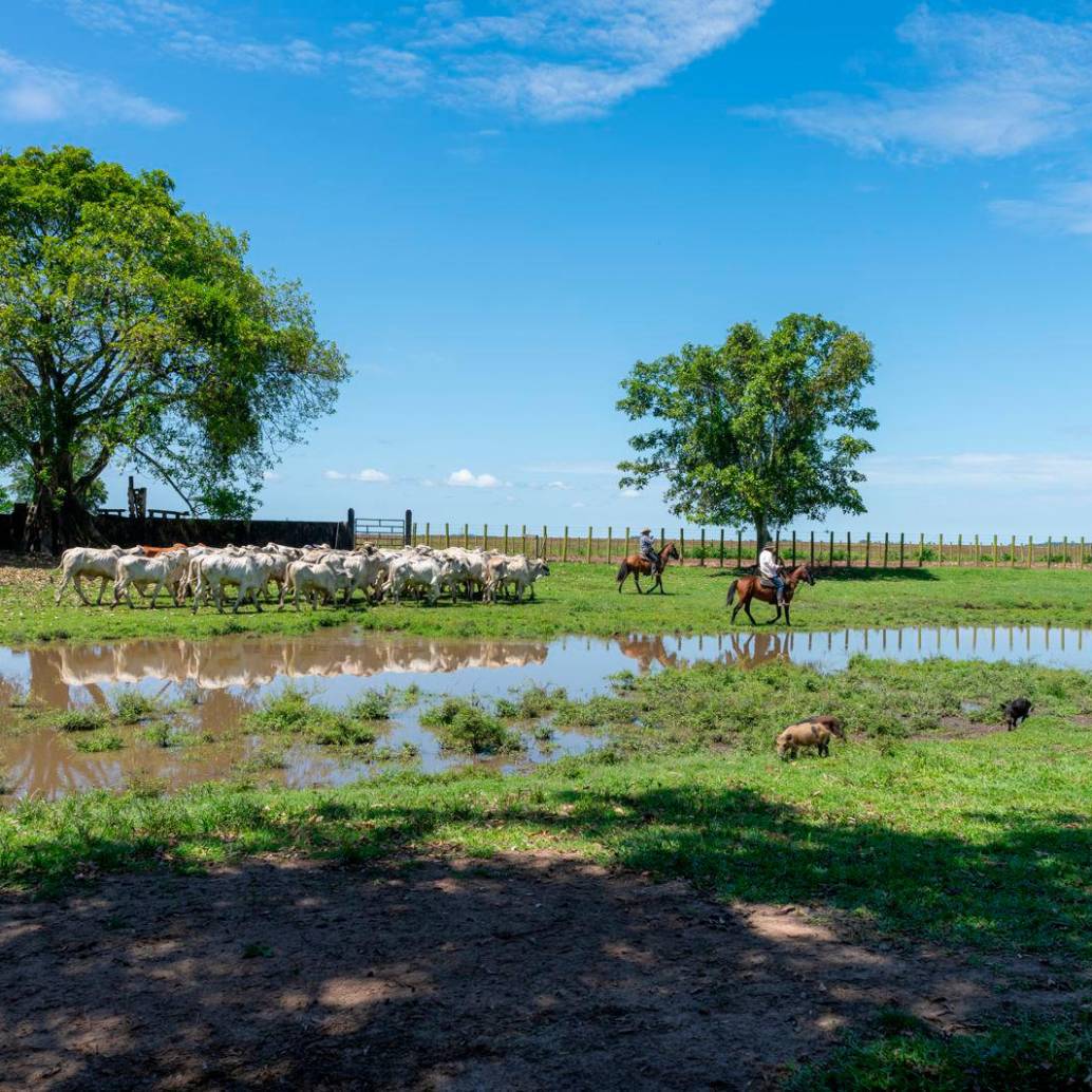 El estudio, destacado por el Frontiers Planet Prize, demuestra que la diversificación agrícola beneficia a la biodiversidad y a las comunidades rurales. FOTO cortesía TNC