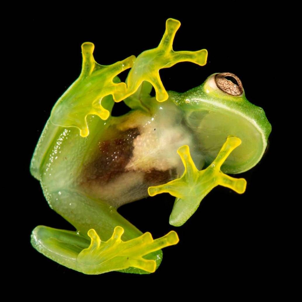 El Instituto Humboldt será el organizador local del evento, gracias a su experiencia en investigación y conservación de la biodiversidad. FOTO cortesía Instituto Humboldt 