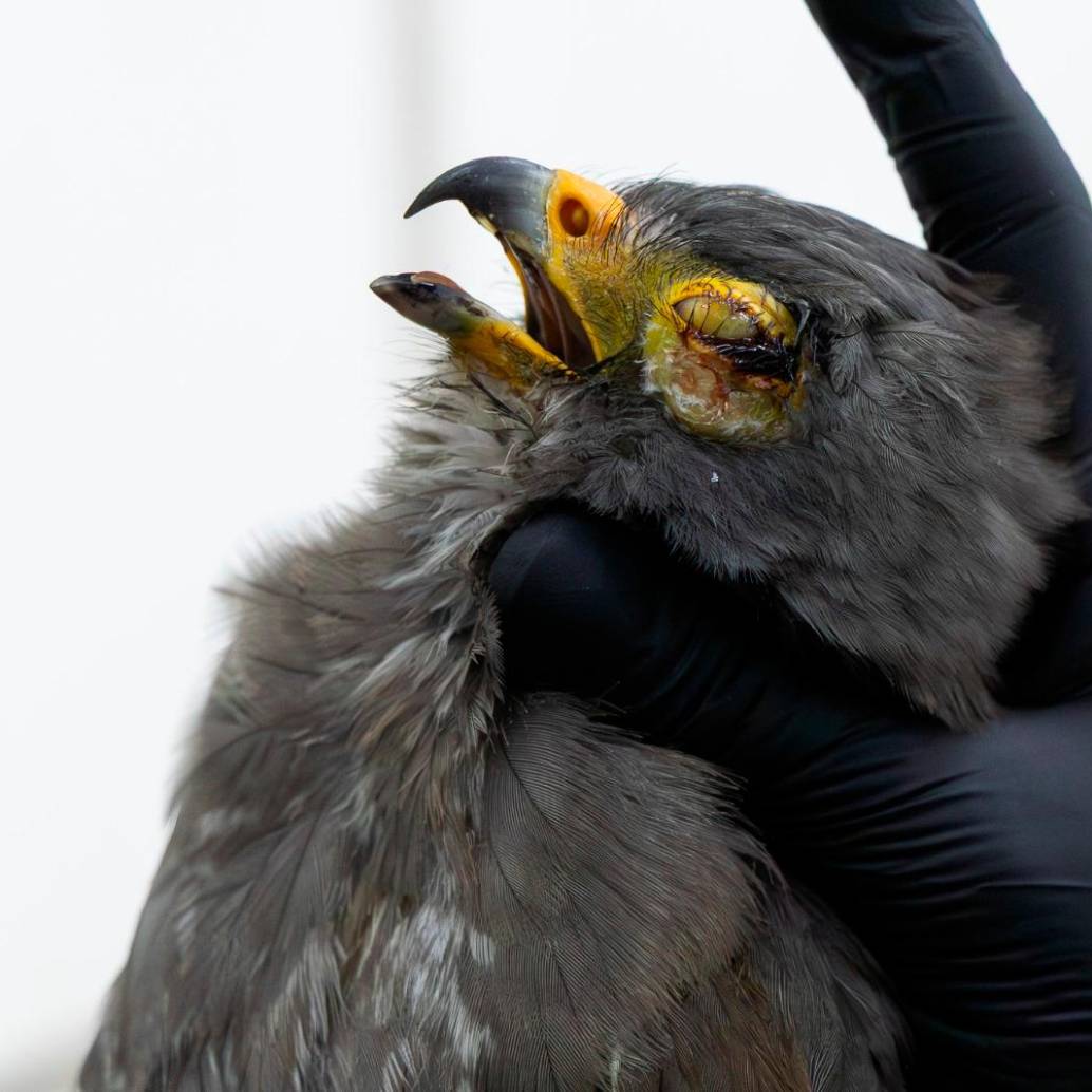 Zarigüeyas y aves silvestres, entre ellas búhos, gavilanes y colibríes, figuran entre las especies más afectadas por el uso de pólvora durante las celebraciones de diciembre en la jurisdicción de Cornare. FOTO cortesía Cornare