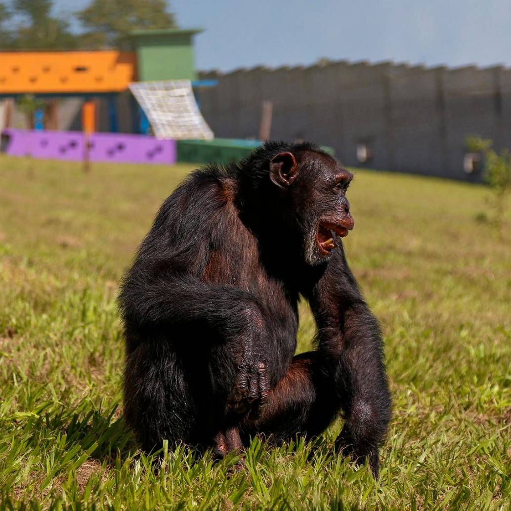 La historia de Yoko es un símbolo de la lucha contra el maltrato animal en Colombia. Durante muchos años, este chimpancé vivió en condiciones precarias, privado de su libertad y de la compañía de otros primates. Foto: AFP