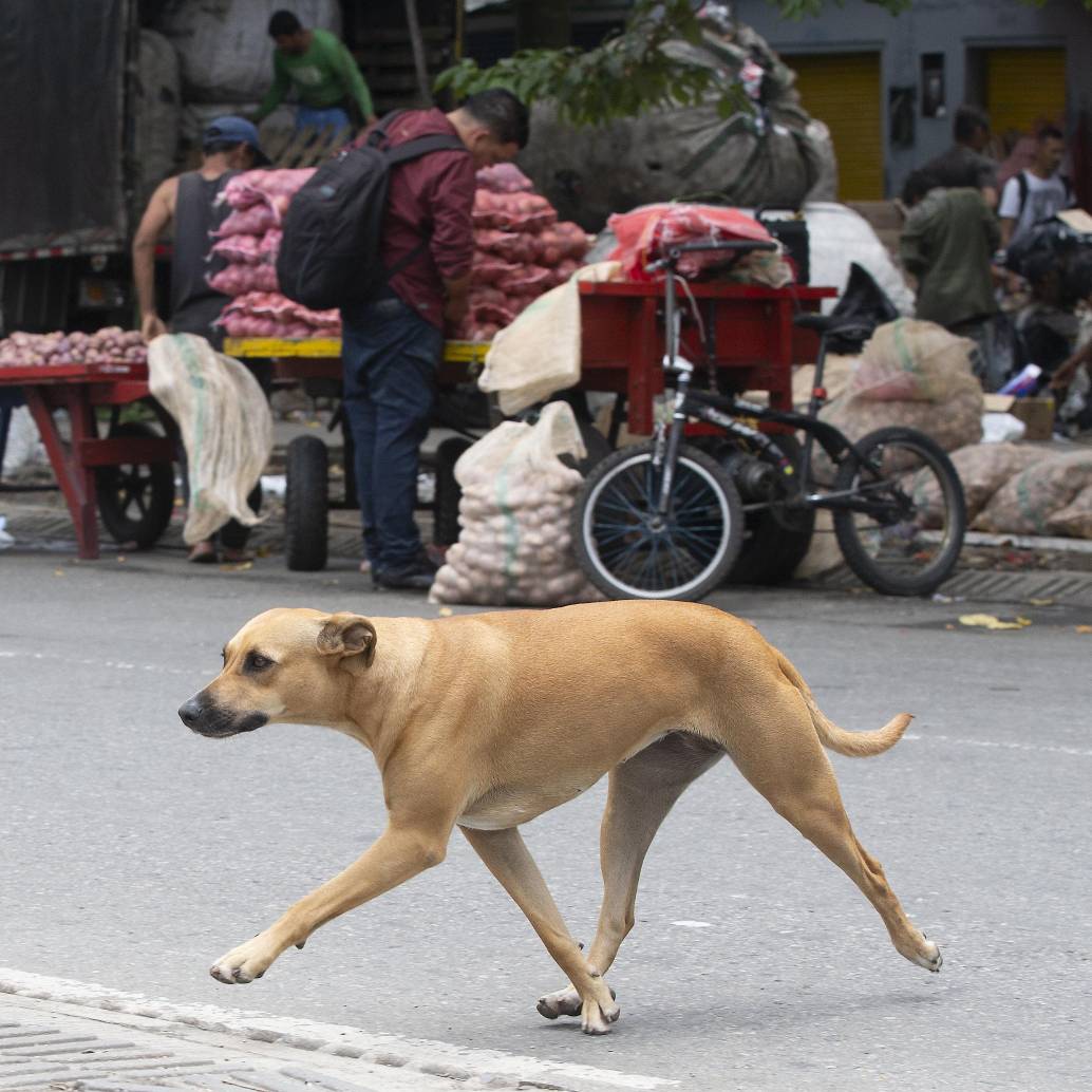 Imagen de referencia de un perro criollo en Medellín. Foto: Esneyder Gutiérrez