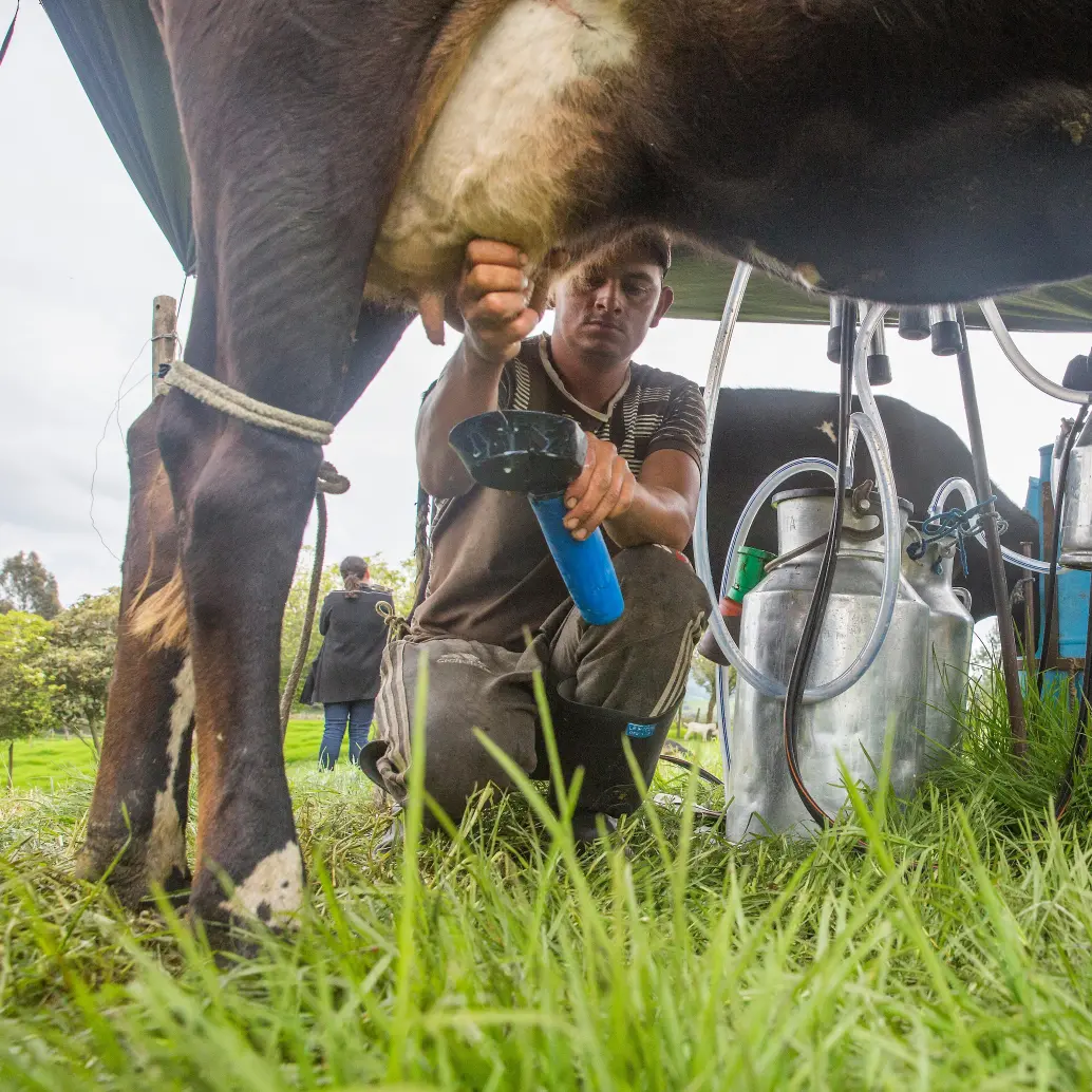 La producción de leche en Colombia alcanzó un récord histórico en 2025, impulsada por mejores condiciones climáticas y mayor consumo interno. FOTO EL COLOMBIANO
