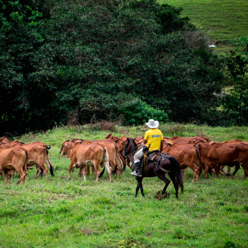 Con el piloto, los productores podrán acceder a mercados digitales para comercializas sus productos agropecuarios. FOTO: Camilo Suárez