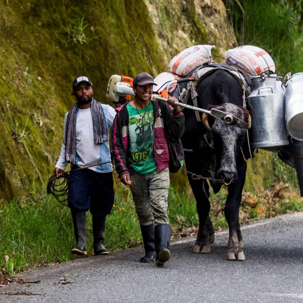 De los 7.414 millones de litros de leche que se producen en el país, solo se acopian formalmente 3.283 millones de litros, equivalente apenas al 44% de la producción. Foto: Julio César Herrera