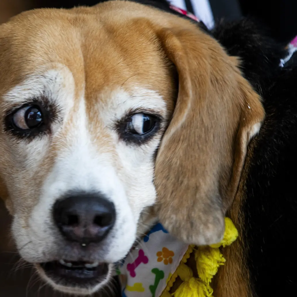 Los animales tendrán microchips para su registro, además de que se prohíbe las mutilaciones al menos que tengan prescripción médica. Foto: Julio César Herrera Echeverri.