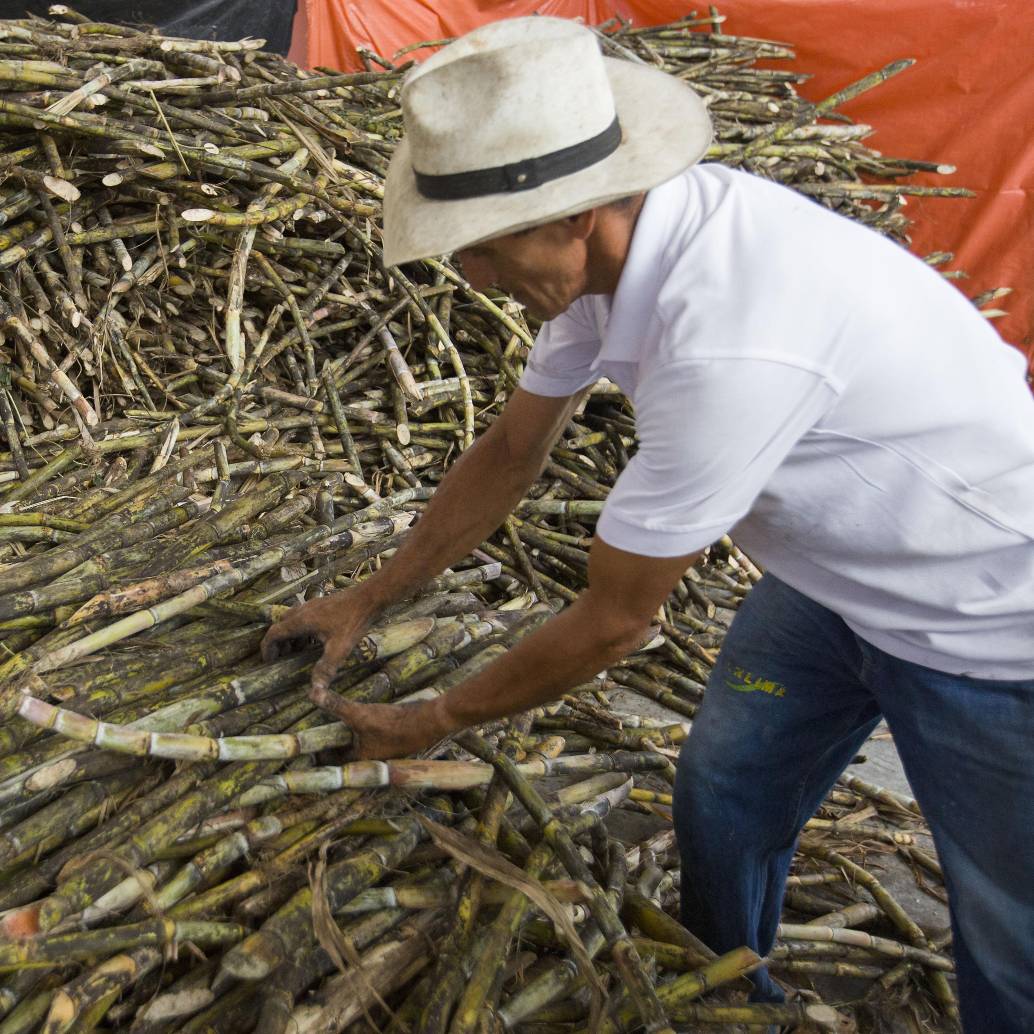Procaña también advirtió que la presencia de estructuras delincuenciales ha agravado la situación en varias regiones productoras. Foto: Edwin Bustamante