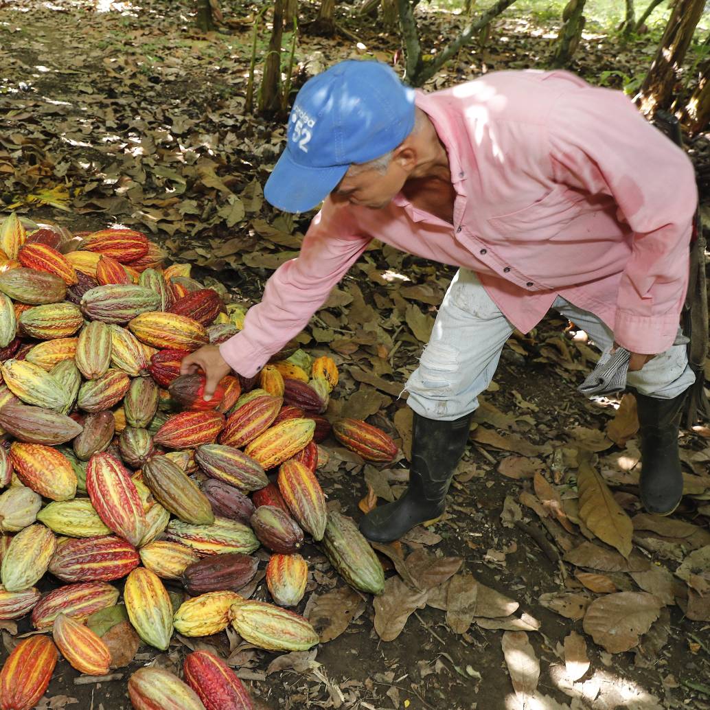 Productores también solicitaron la intervención de la Superintendencia de Industria y Comercio, con el fin de investigar posibles acuerdos ilegales entre comercializadores que estarían afectando los ingresos de los productores. Foto: Juan Antonio Sánchez