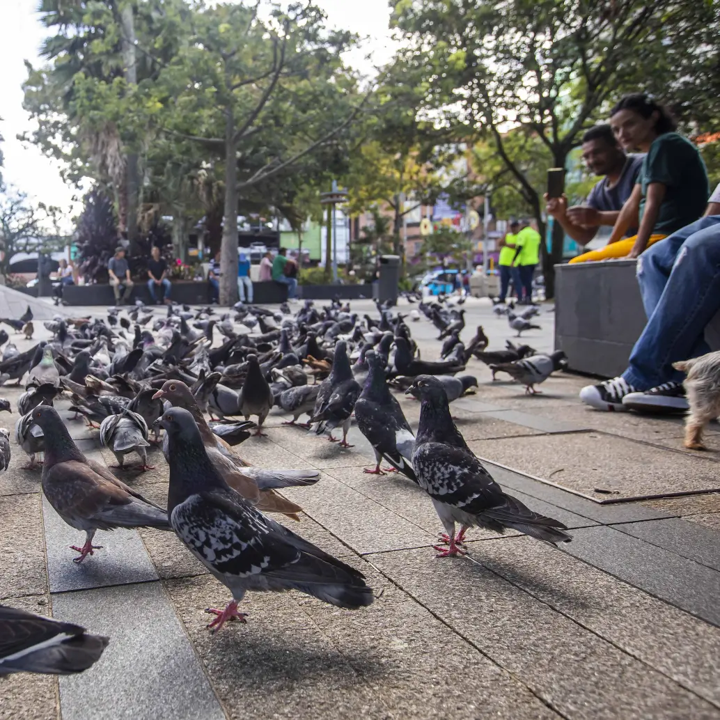 Palomas en el Parque de Envigado llegan allí buscando alimento que algunas personas también les tiran. Foto: EL COLOMBIANO
