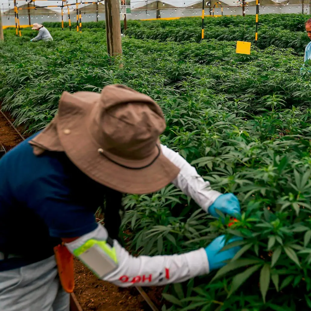 PharmaCielo es una empresa canadiense que produce cannabis medinal. FOTO: Manuel Saldarriaga.