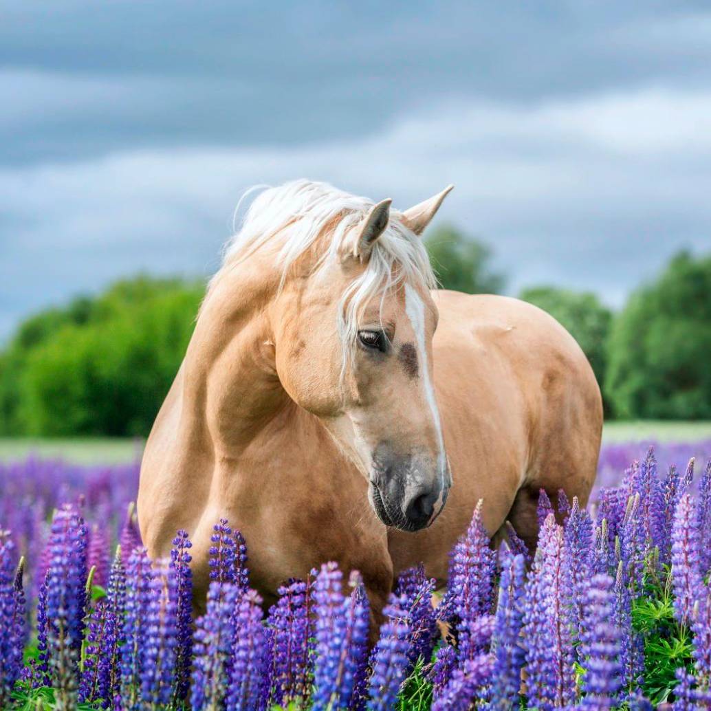 En el mundo hay alrededor de 60 millones de caballos. FOTO: Getty