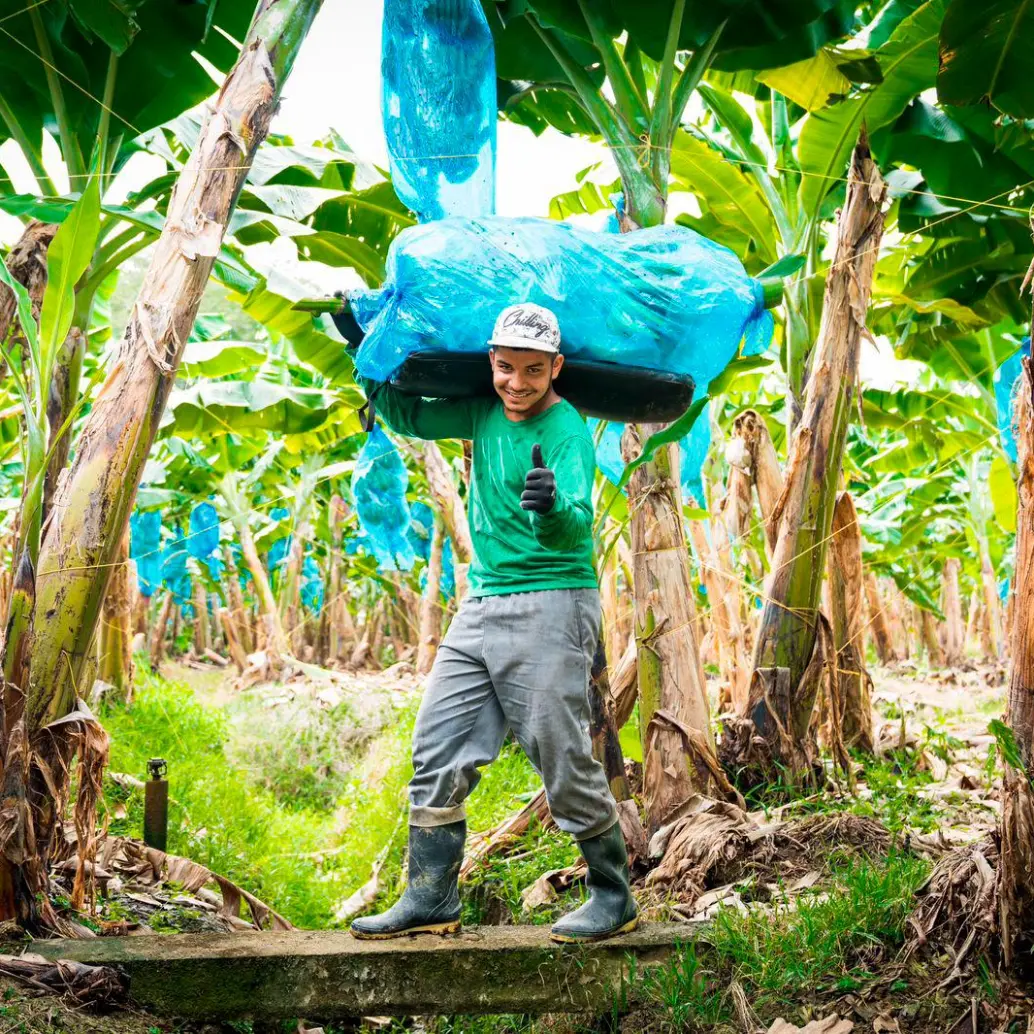 Trabajadores del sector bananero en Urabá, región clave en el récord exportador de Colombia en 2025. FOTO cortesía Augura