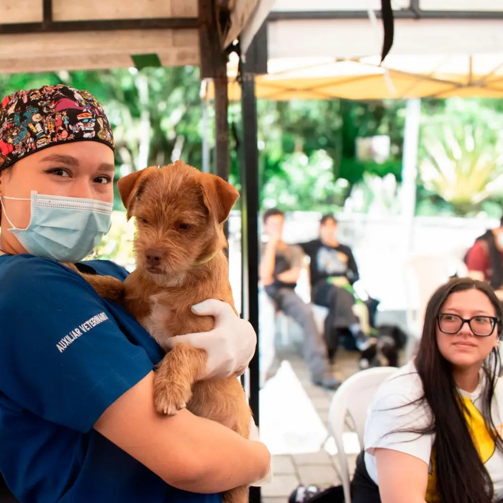 Las jornadas de bienestar incluyen esterilización, desparasitación y atención veterinaria básica para perros y gatos del Valle de Aburrá. FOTO cortesía Área Metropolitana del Valle de Aburrá